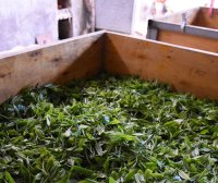 The Tea-Making Skills of Qimen Black Tea