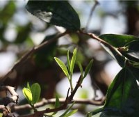 Price of 2024 Banuo Spring Tea in How Much Money