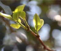 Why is Early Spring Tea Mild in Flavor?