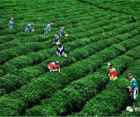 Duyun: Four Measures to Ensure Continuous Growth in Maojian Tea Sales