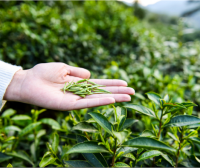 Anhui Academy of Agricultural Sciences Tea Research Institute: Spring Tea Garden Management Techniques