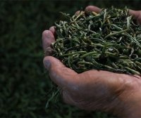 Is the Kneading Process of Pu’er Tea Really Crucial?