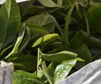 The Production Process of Sun-Dried Green Maocha