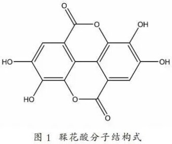 Detection Technology: Determination of Ellagic Acid Content in Pu’er Ripened Tea by High-Performance Liquid Chromatography