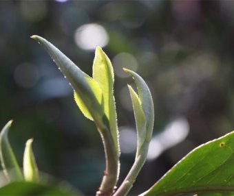 What is Puer First Flush Spring Tea?