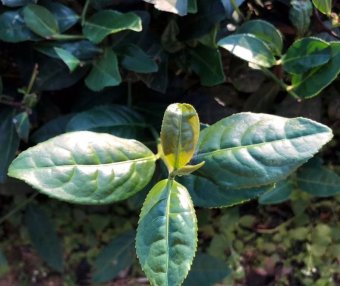 Growing and Processing of Anxi Tieguanyin