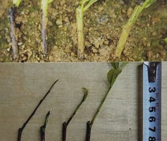 Nursery Management Techniques for Albinistic Tea Seedlings