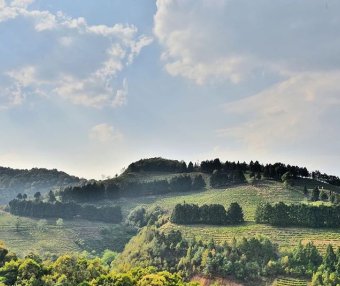 In Search of Tea in Changning: Spring Arrives and the Tea in Nino Is Fragrant