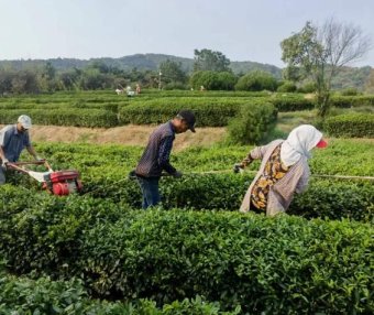 Tea Garden Management — Scientific Application of Base Fertilizer for Tea Trees in Autumn 2023