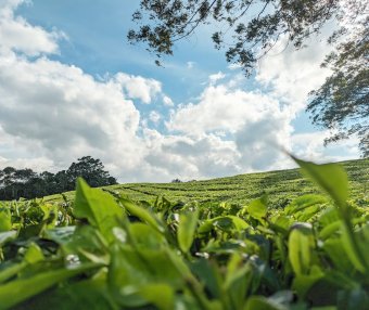 Can Montding Sweet Dew Tea Still Be Consumed After Being Stored for a Long Time? What is the Shelf Life of Montding Sweet Dew Tea?