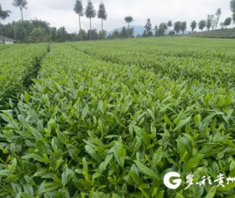 After 16 Years, His “Qian Tea No.1” Is Cultivated Over 40,000 Mu