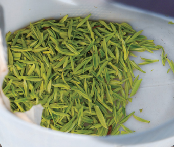 Bazhong: From Barren Hills to Golden Leaves—Farm Women Become Tea Entrepreneurs