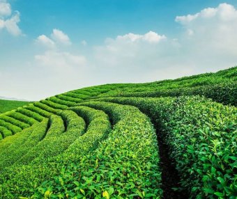 The Impact of Soil Conditioners on Tea Garden Soil Environment and Tea Plant Growth