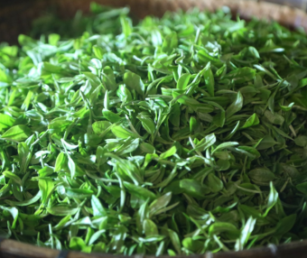 Guipa Tea, a Characteristic Agricultural Product of Guangxi