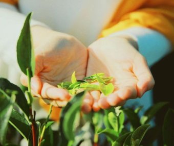 How to Drink Tea Healthily? Follow the Four Principles of “Early, Less, Mild, and Warm”