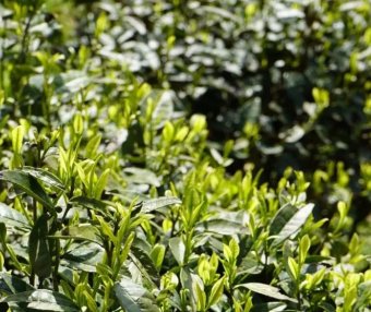 Check and Receive Guizhou’s Winter Management Techniques for Tea Gardens and Cold Prevention Measures