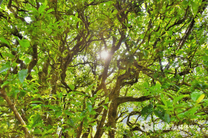 Mangshui Changning: The Spring Tea Flourishes with the Waters of the Lancang, the Ancient Trees of the Origin are All Good