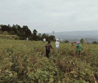 Intercropping Soybeans in Young Mountainous Guizhou Tea Gardens for Weed Control and Soil Fertility Improvement