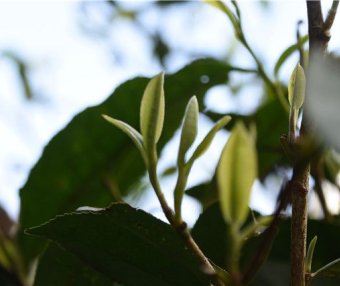 The Arrival of Spring: How to Drink Pu’er Tea Most Appropriately?