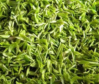 The Tea Processing of Xinyang Maojian