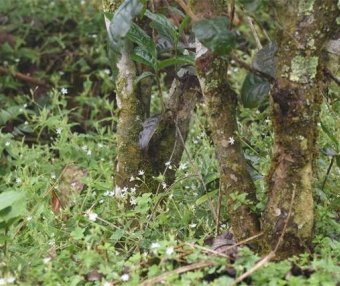 Characteristics of the Ancient Tree Tea from Bulang Mountain