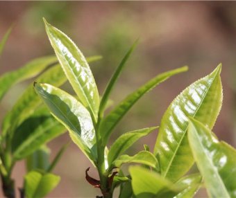 Puer Tea “Pure Material”: Is It Really Pure?