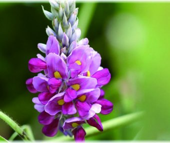 Kudzu Flower Tea: Its Benefits and Brewing Method, a Natural Beverage to Revitalize You