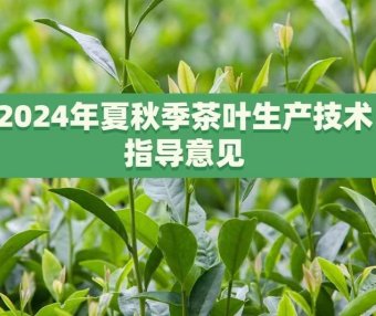 Technical Guidelines for Tea Production in Summer and Autumn 2024 Released by the Ministry of Agriculture and Rural Affairs