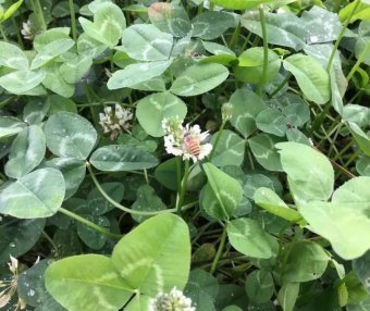 “Grass to Suppress Grass” Method: Intercropping White Clover in Tea Gardens