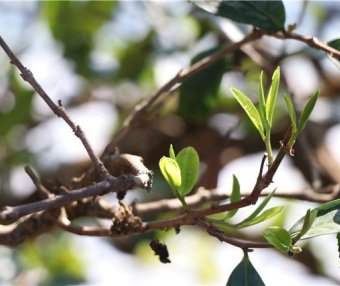 What is Spring Tea? What are the Benefits of Spring Tea? How to Identify Spring Tea?