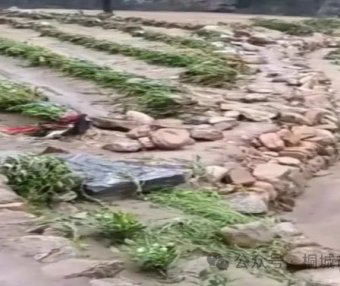 Tongcheng Kangzhiyuan Family Farm Science and Technology Volunteer Service Team: Emergency Science Popularization — Recovery Measures for Tea Garden Flood Damage