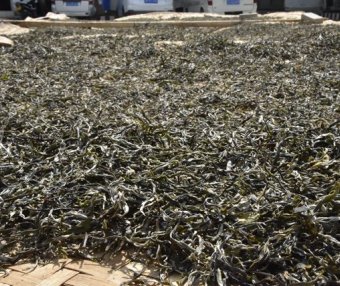 Puer Tea Raw Material Selection Methods