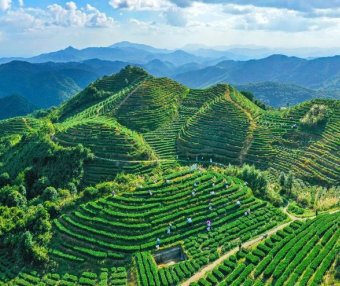 Anxi: The Capital of a Hundred Teas, Enriching the People with Each “Leaf”