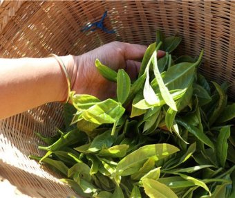 How is Mi Di Pu’er Tea Made? The Production Method of Mi Di Tea