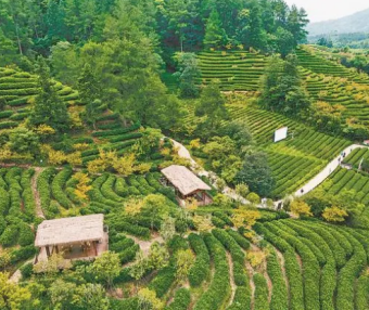 Why does Wuyishan produce fine tea? The “Three Teas” initiative spreads its fragrance far and wide!