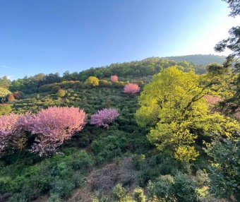 Processing Technology: The Manufacturing Process and Key Points of Dongting Mountain Biluochun Tea from Suzhou