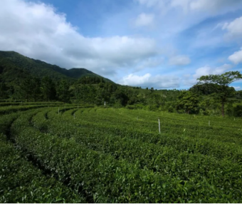 Eco-Farming Yields Rich Tea Aroma! Savor the Scents, Encounter the “ShenZhen Quality” Tea on High Mountains