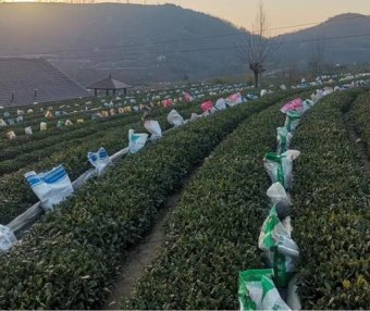 Rizhao City: Technical Guidance for Tea Gardens Dealing with Extreme Weather