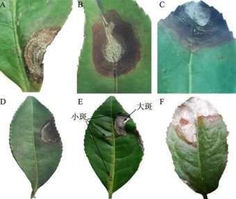 Identification and Control of Tea Grey Blight