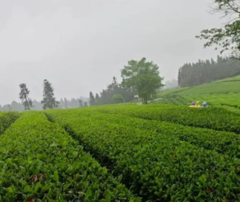 Wugang’s Agricultural Special Feature: Turning Small Tea Leaves into a Big Industry