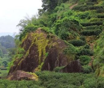 Narcissus Tea, a Variety of Wuyi Rock Tea