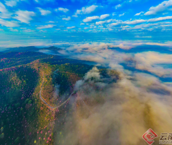 Puer: Jingmai Mountain Has Not Only Ancient Tea Trees but Also Winter Cherry Blossoms over Thousands of Mu