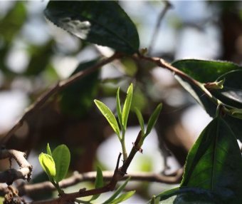 Price of 2024 Banuo Spring Tea in How Much Money