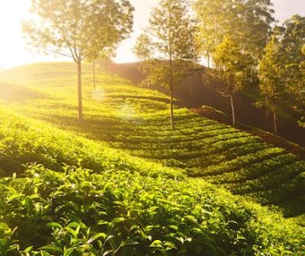 Mengding Mountain Yellow Bud: What Type of Tea Is It? Getting to Know a Fine Tea Near Us—Mengding Yellow Bud