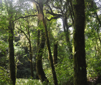 Jiujia, the Tea King’s Secret Garden