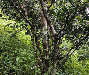 Characteristics of the Ancient Tea Trees in Baihua Tan