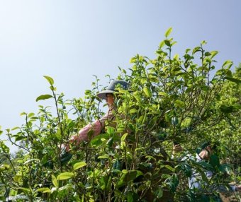 Spring Tea, the Most Beautiful Gift of the Year