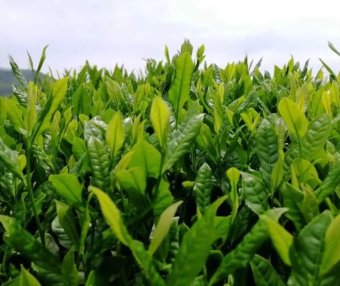 What is Xiuning Songluo Tea?