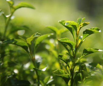 Mengding Ganlu: The Premier of Green Teas—Pan-Fired or Oven-Dried?