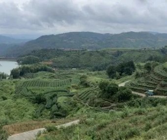 Key Technologies for Processing Sanbei Fragrant Green Tea in Taishun County